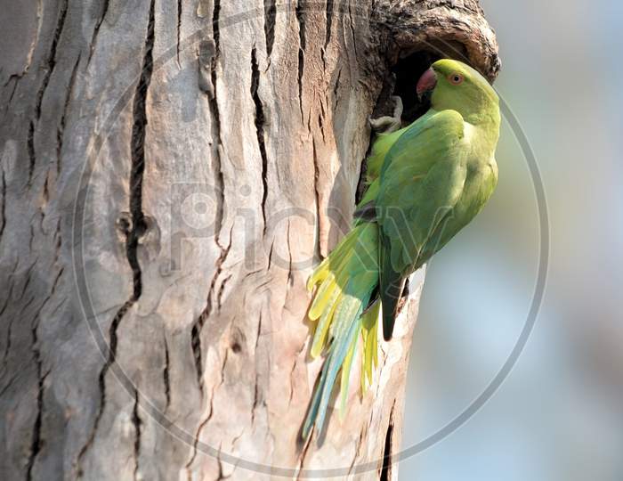 Rose-Ringed Parakeet In The Tree Of Nesting Site