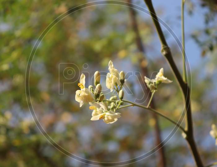 White Flower With Blurred Sky Background