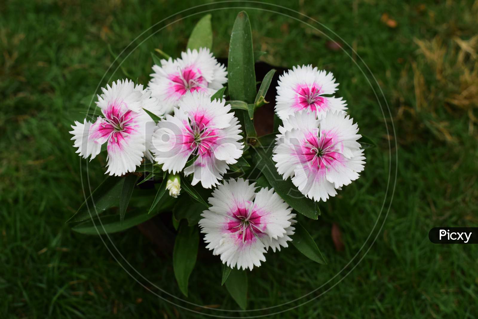 White Dianthus Flower Caryophyllaceae Blooming