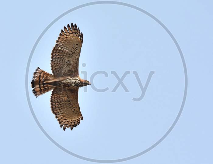 Changeable Hawk-Eagle Flying Over Head