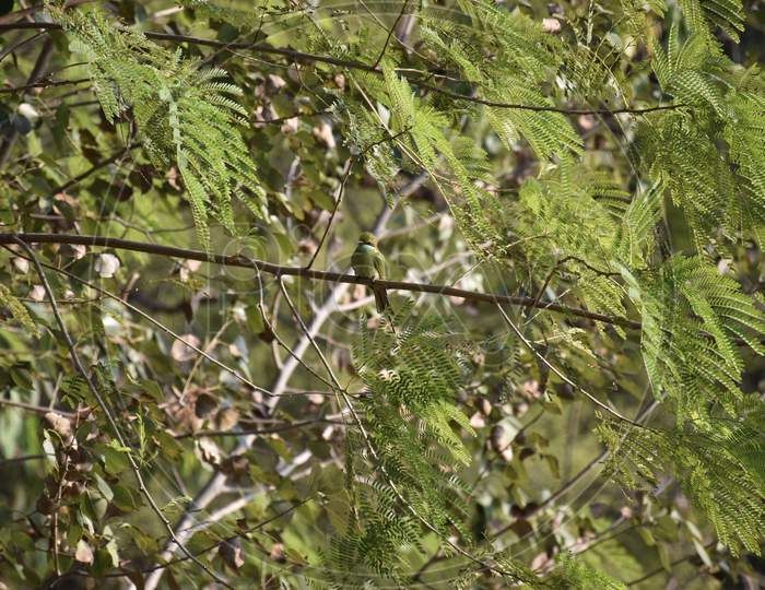 Green Bee-Eater (Merops Orientalis)