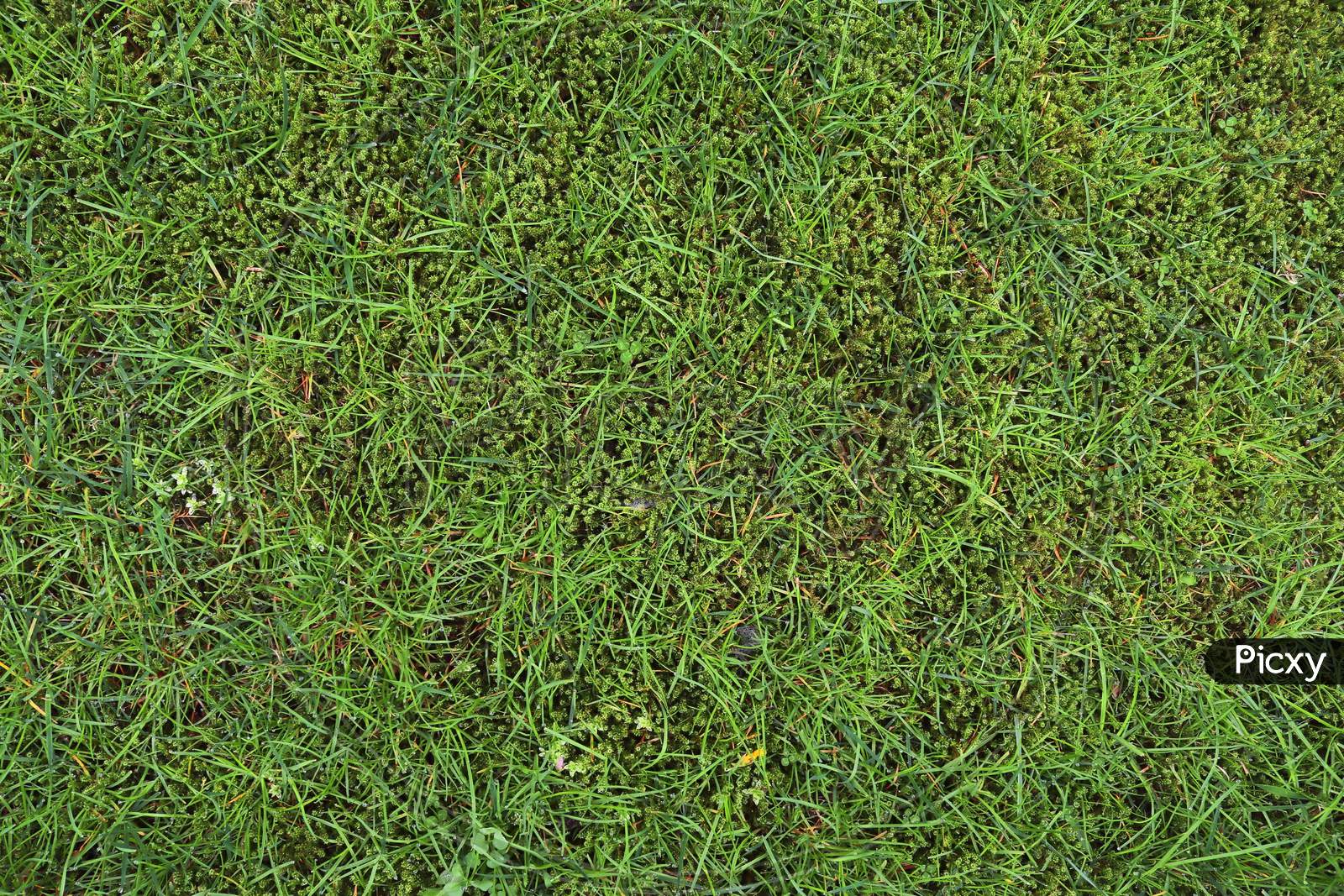Close up surface of green grass on a meadow on a sunny summer day