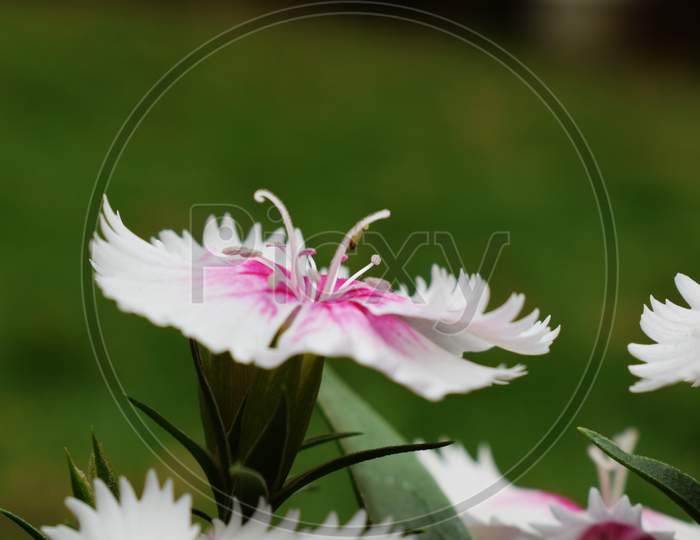 Dark Pink Dianthus Flower Caryophyllaceae
