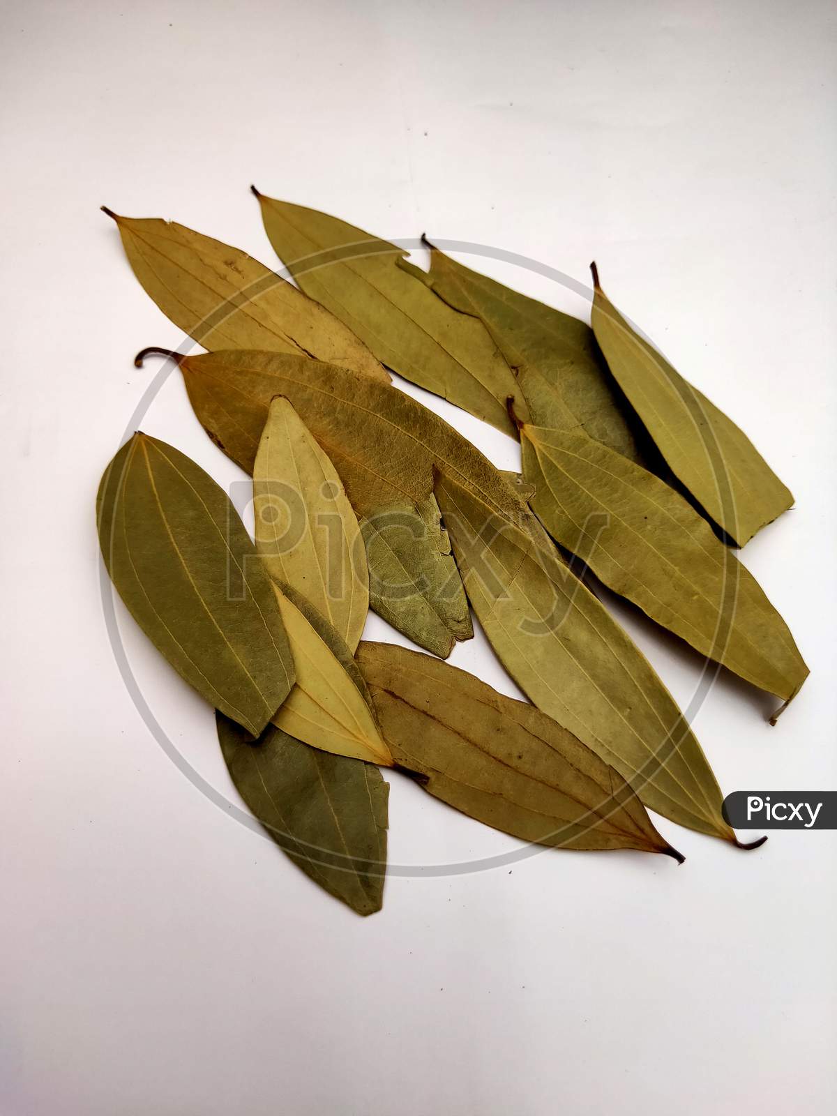 Bay leaves isolated in white background.