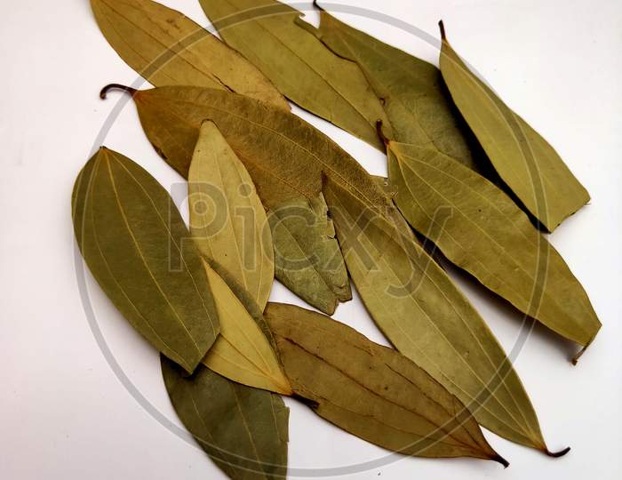 Bay leaves isolated in white background.