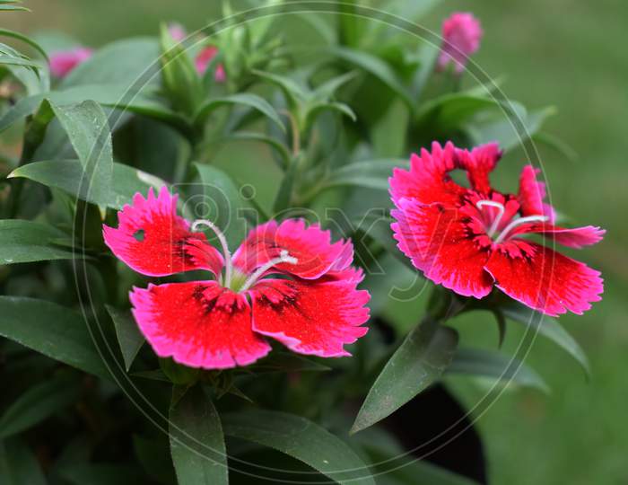 Dark Pink Dianthus Flower Caryophyllaceae