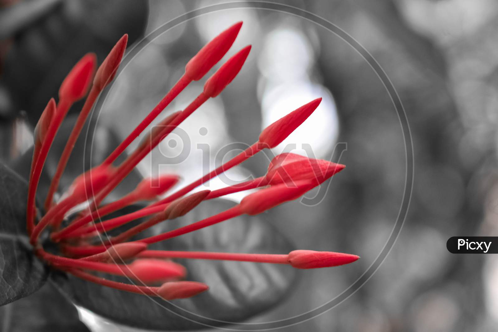 Red close up flowering plant beautiful flowers