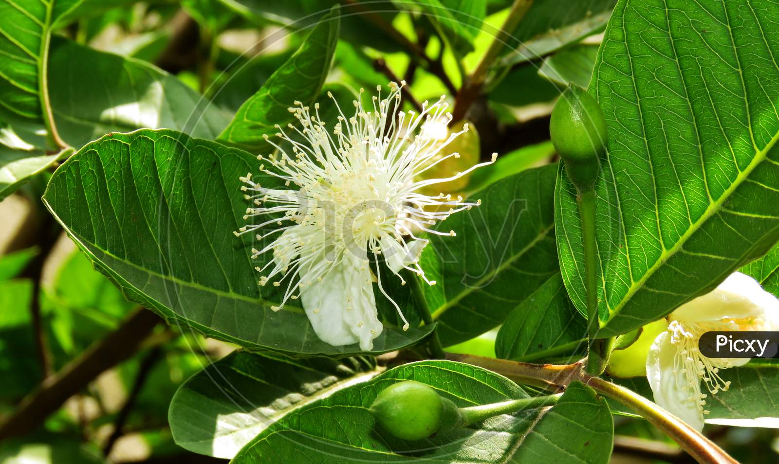 white flower of a Guava Fruit,and guava flower buds on the tree.and beautiful guava leaves.