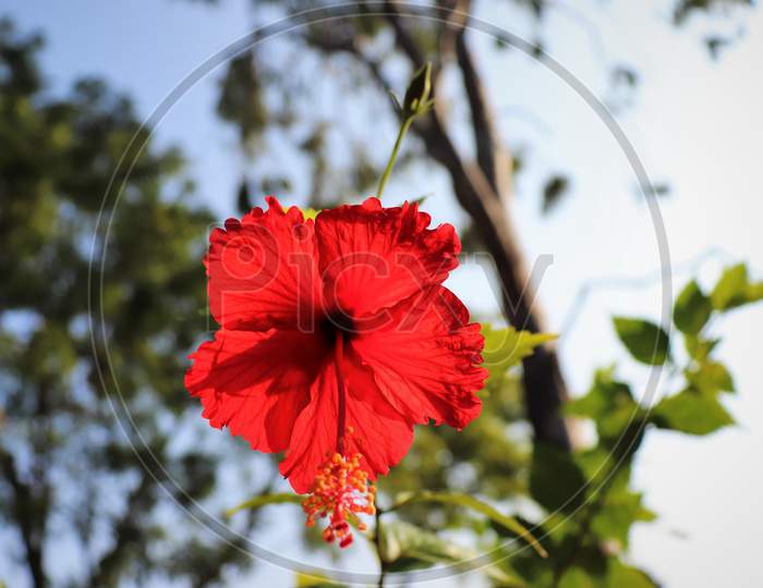 Red Flower With Blurred Sky Background
