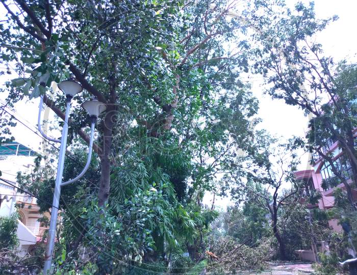 Trees Are Fallen Into The Roadside After Amphan Cyclone