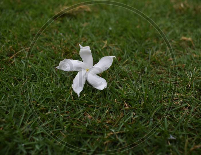 White Crepe Jasmine On Green Grass, Chameli, Indian Flower Laying On Ground, East Indian Rosebay, Coffee Rose, Pinwheel Flower, Crepe Gardenia.