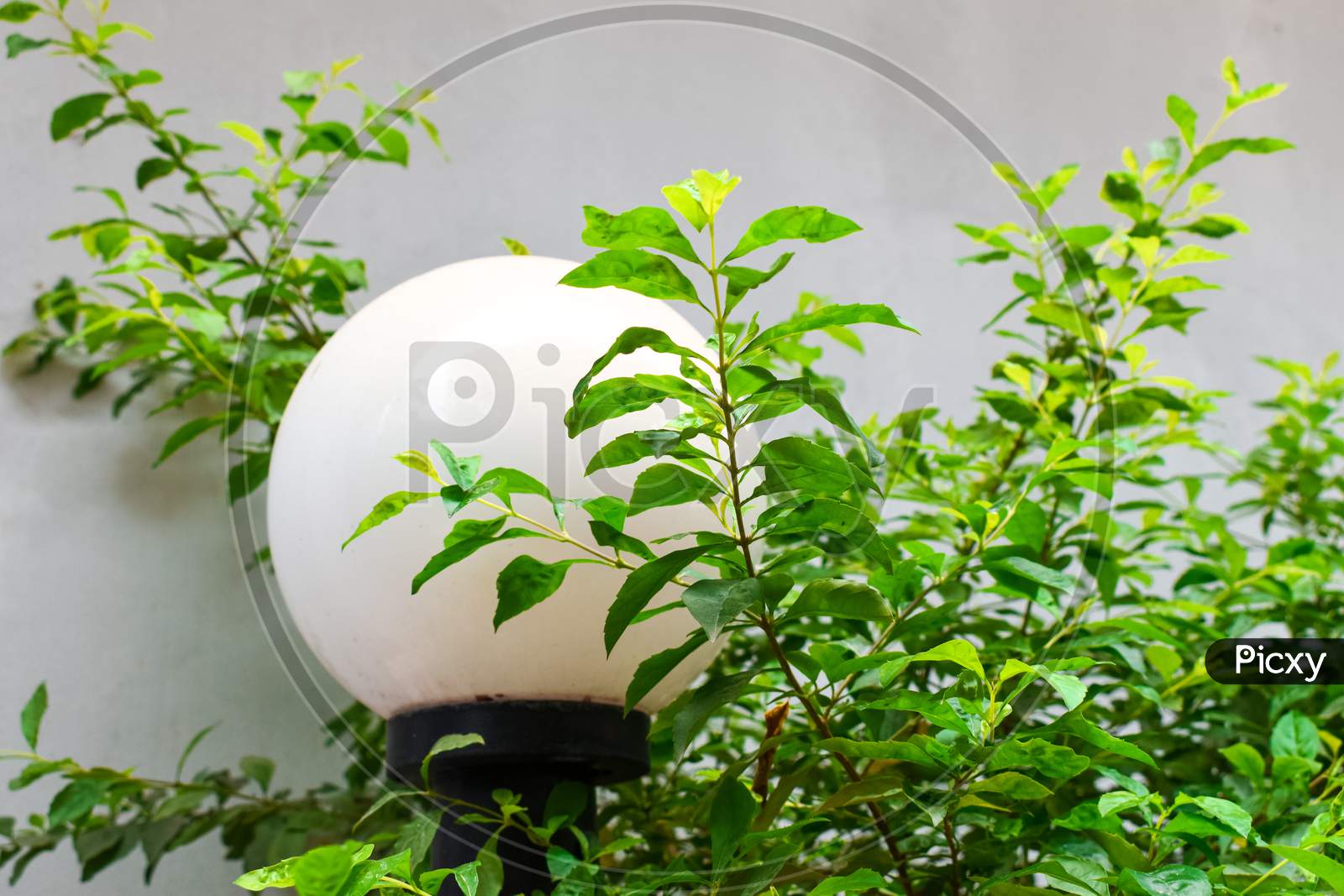 fresh herbs in a pot, garden light
