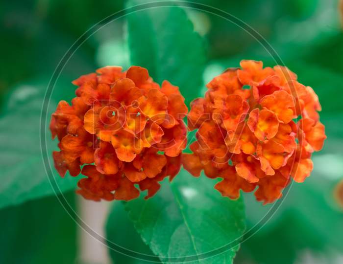 orange flower with green leaves