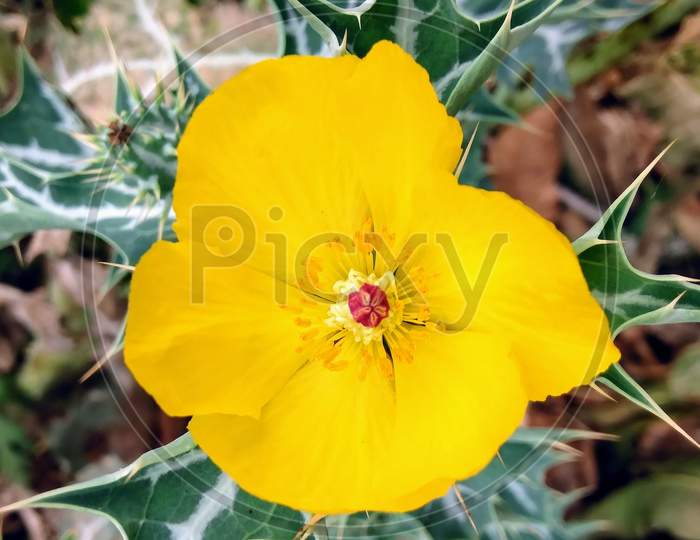 Mexican prickly poppy flower