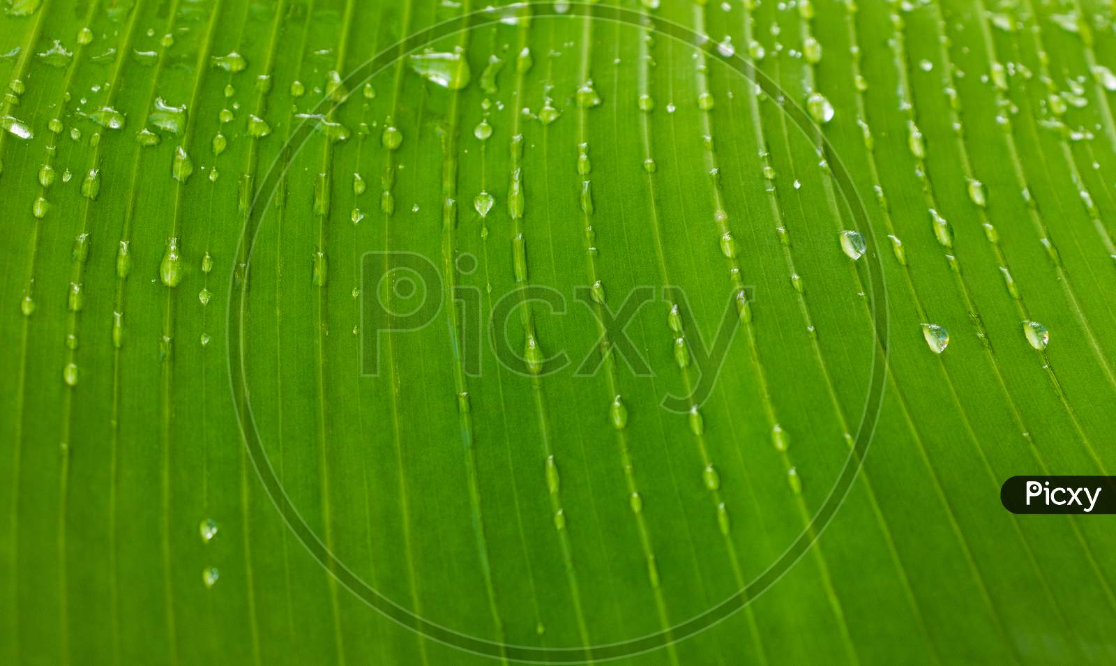 Banana Leaf With Water Droplets On It