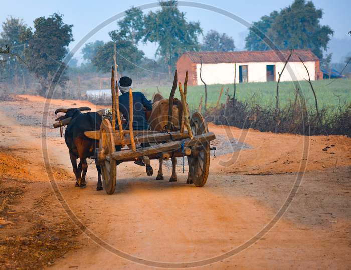 Indian bullock cart run by man in village