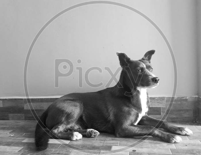 A Black and white portrait of female dog