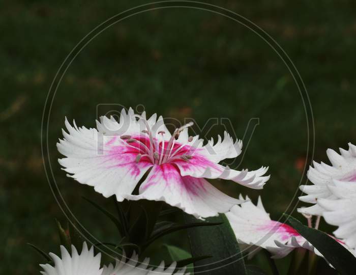 White Dianthus Flower shaded pink Caryophyllaceae