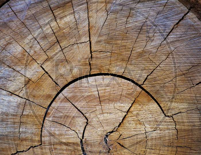Chopped Tree Wood Cross Section