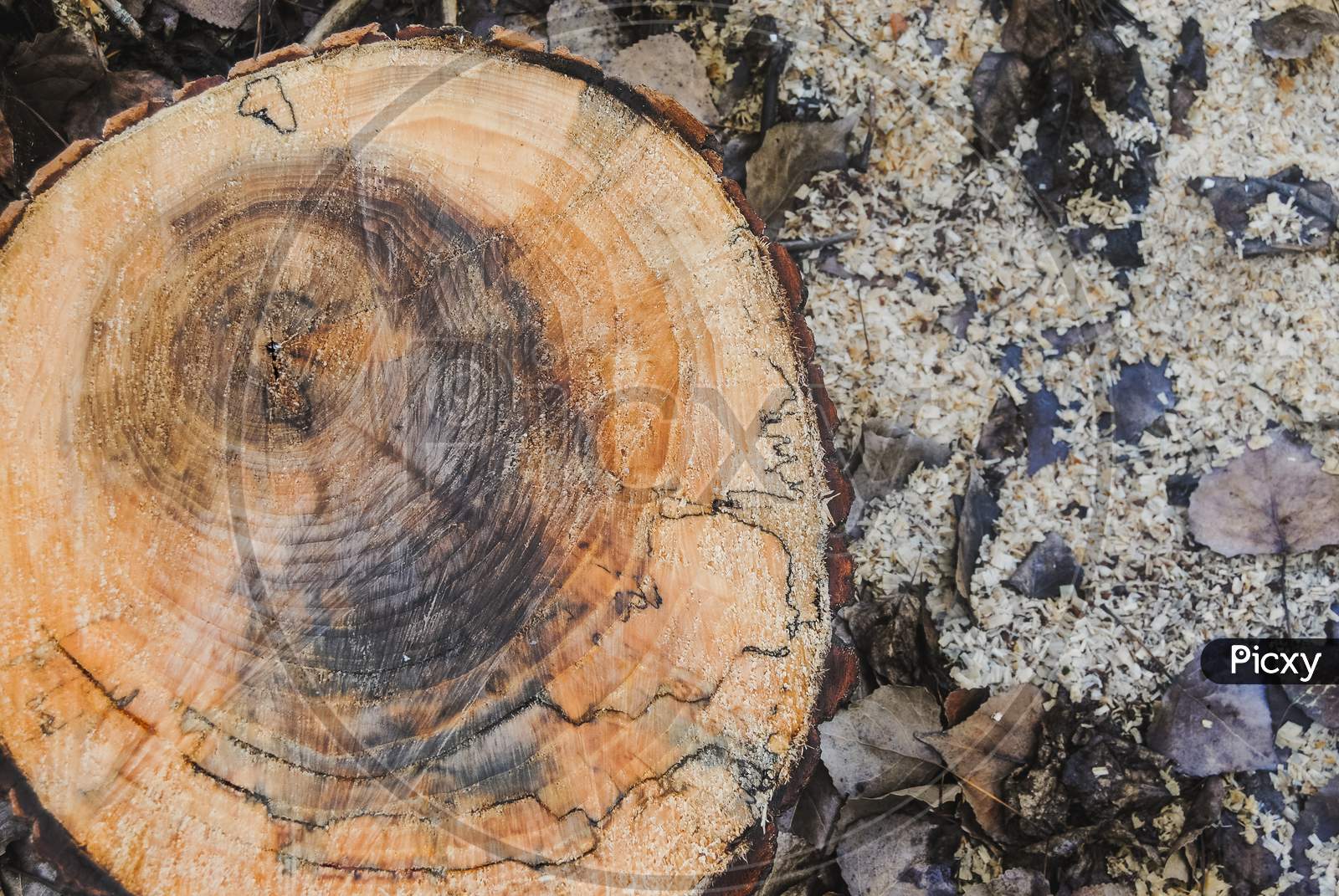 Texture Of A Old Wooden Log With Of Age Lines Marks Surrounded By Wet Leaves And Sawdust