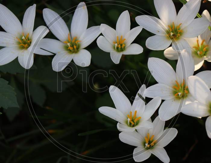 Beautiful White Lilies In Flower Garden