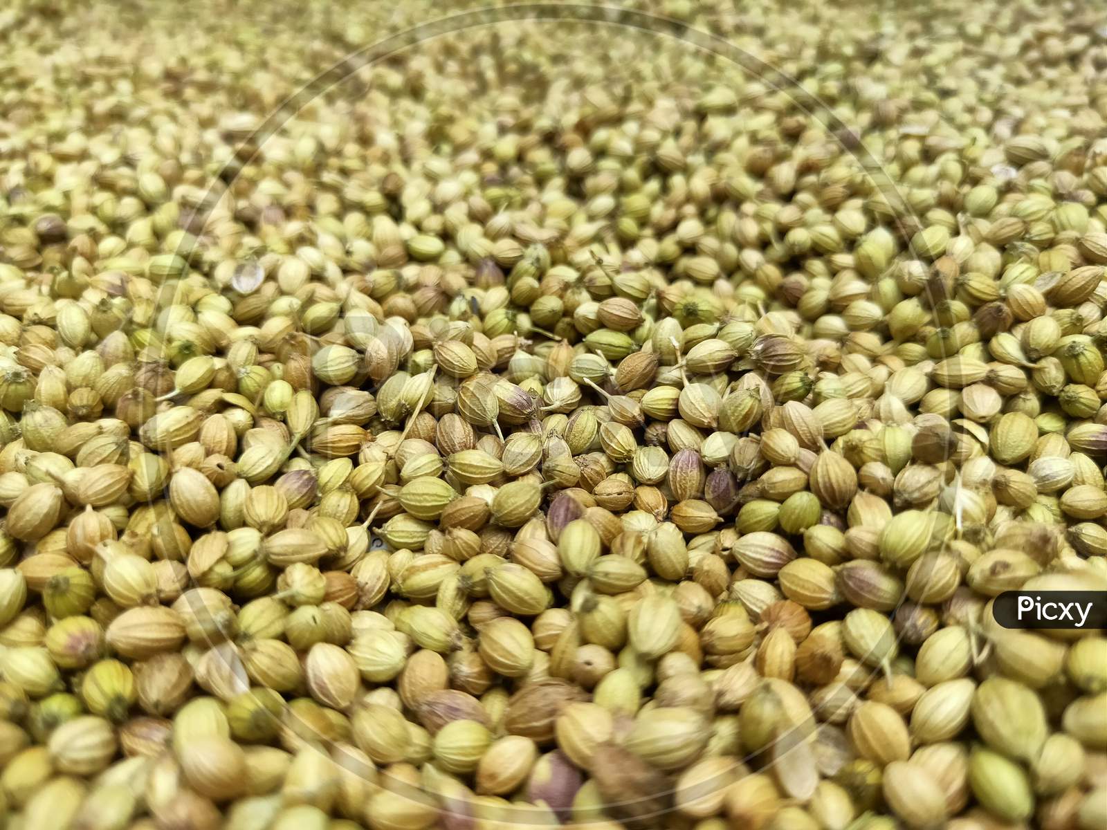 Background wallpaper of fresh riped coriander seeds.