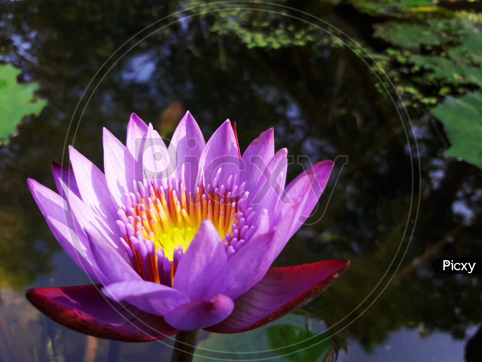 Water Lily In A Garden.