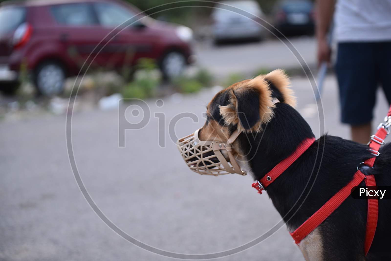 A pet dog seen with a face mask amid fears of coronavirus, Hyderabad, May 22, 2020