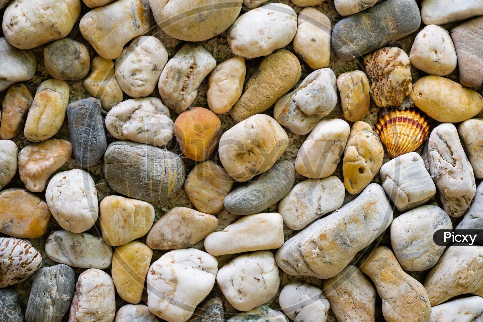 Texture Of A Wall Made Of Sea Stones With A Shell In The Middle
