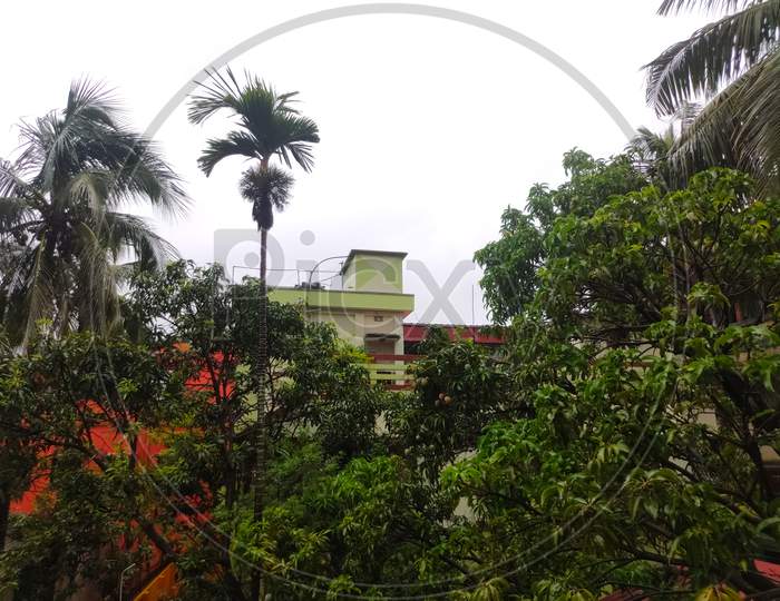 Bunch Of Trees Are Shaking During Amphan Cyclone