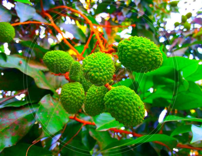 Green Litchi growing in tree