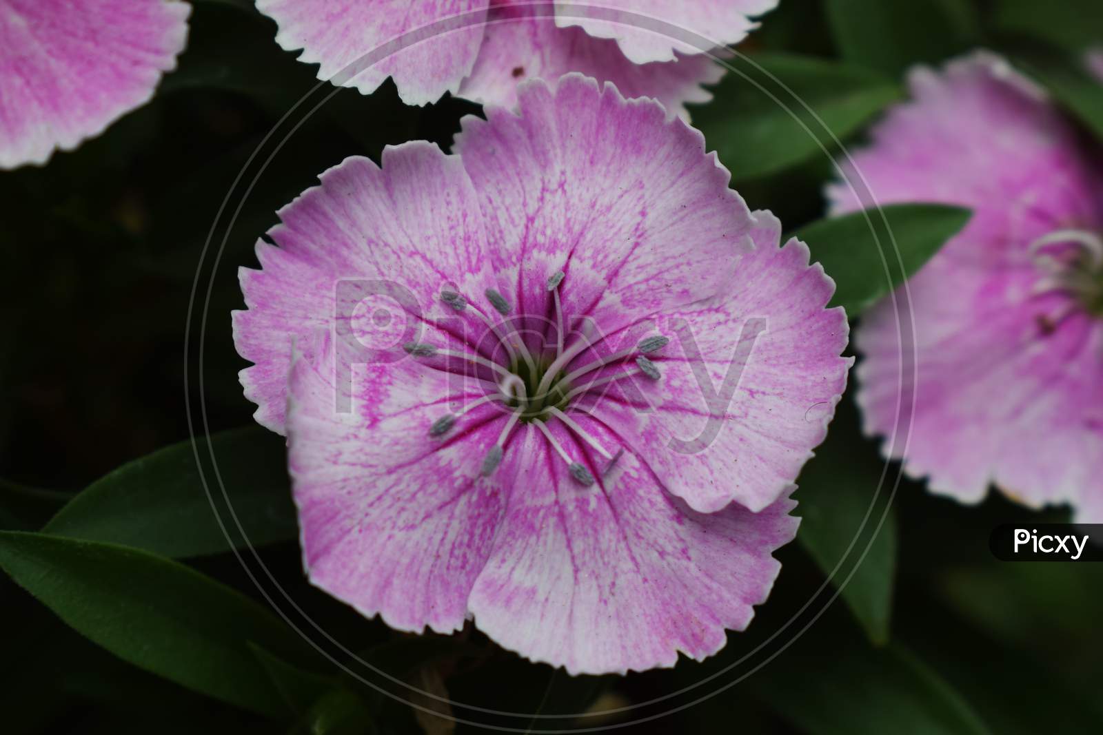 Amur pink Purple Dianthus Flower Caryophyllaceae barbatus