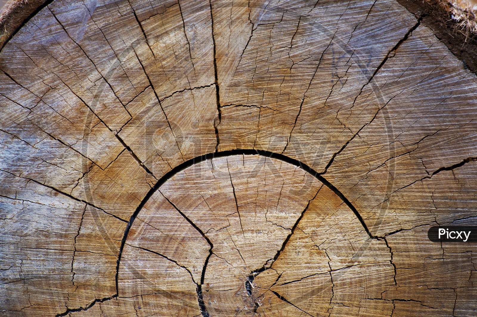 Chopped Tree Wood Cross Section