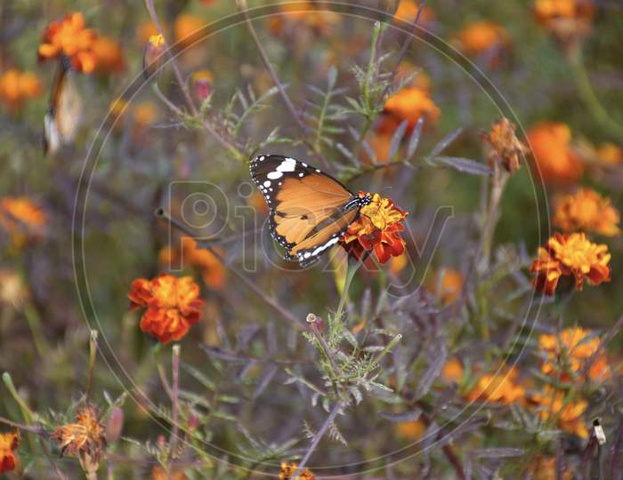 Monarch Butterfly Or Milkweed Butterfly