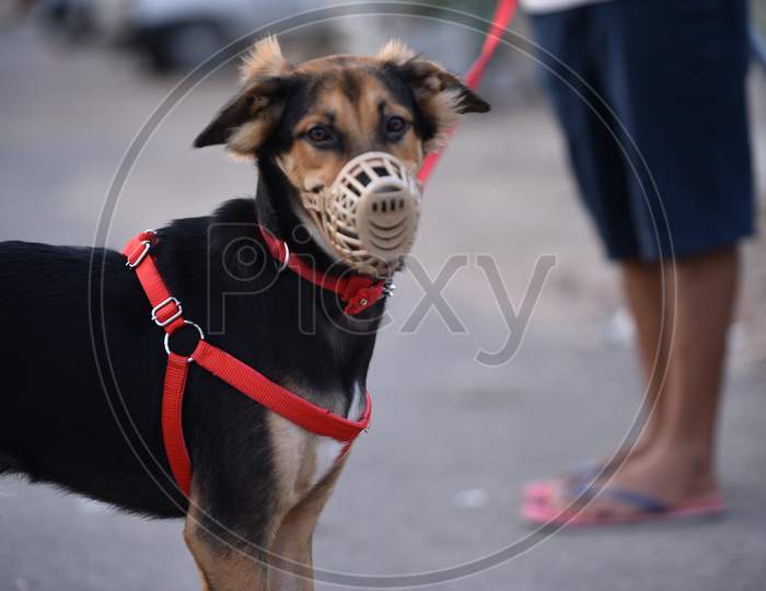 A pet dog's face covered with a mask amid the fears of coronavirus, Hyderabad, May 22, 2020.