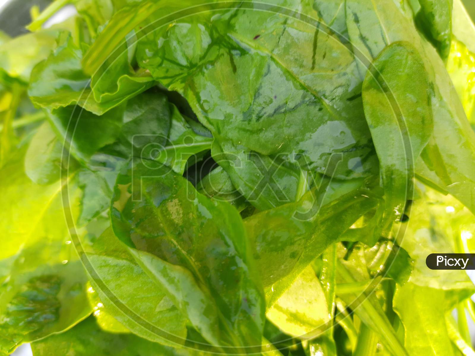 Spinach leaves background.