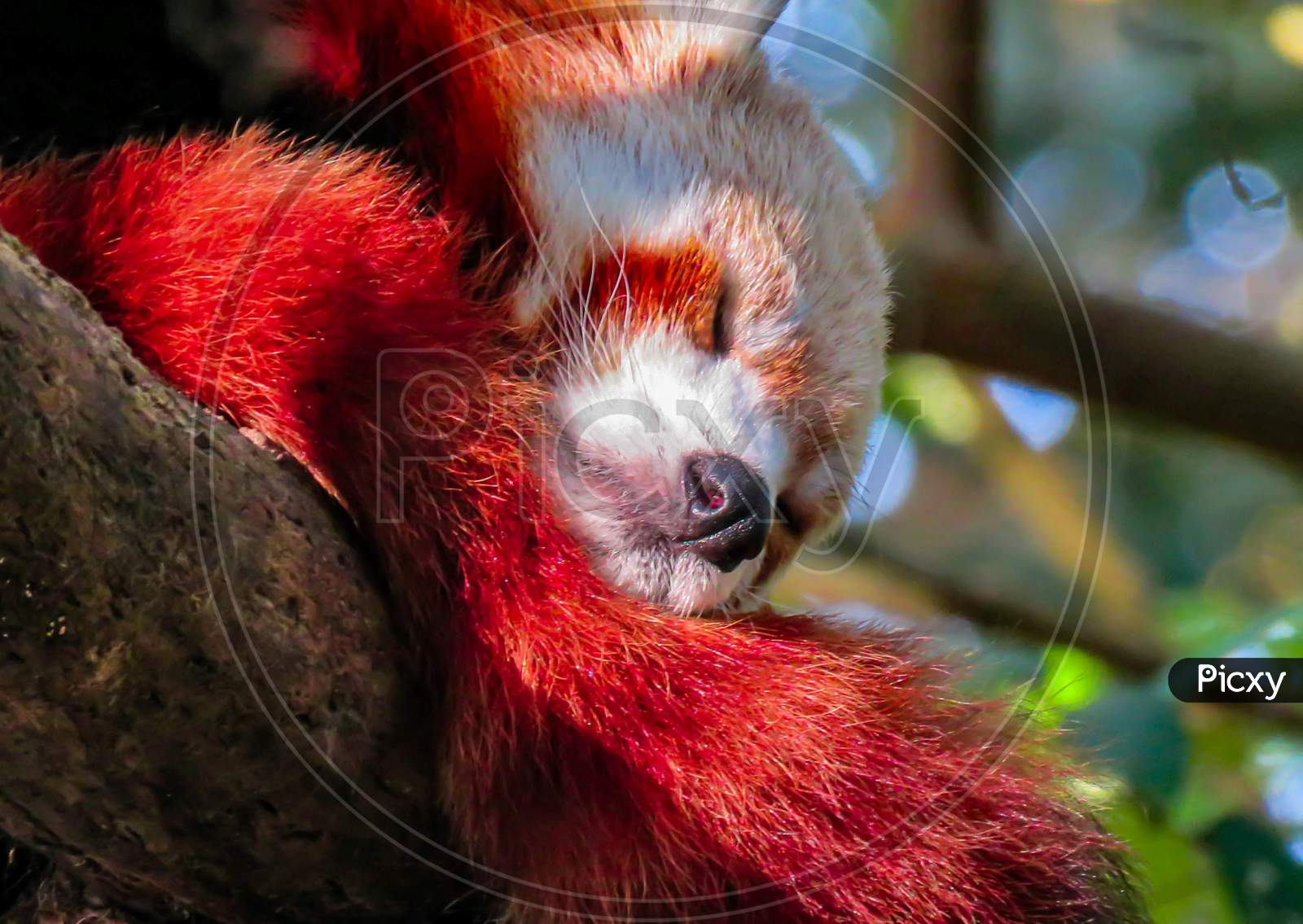 Image Of Famous Red Panda.