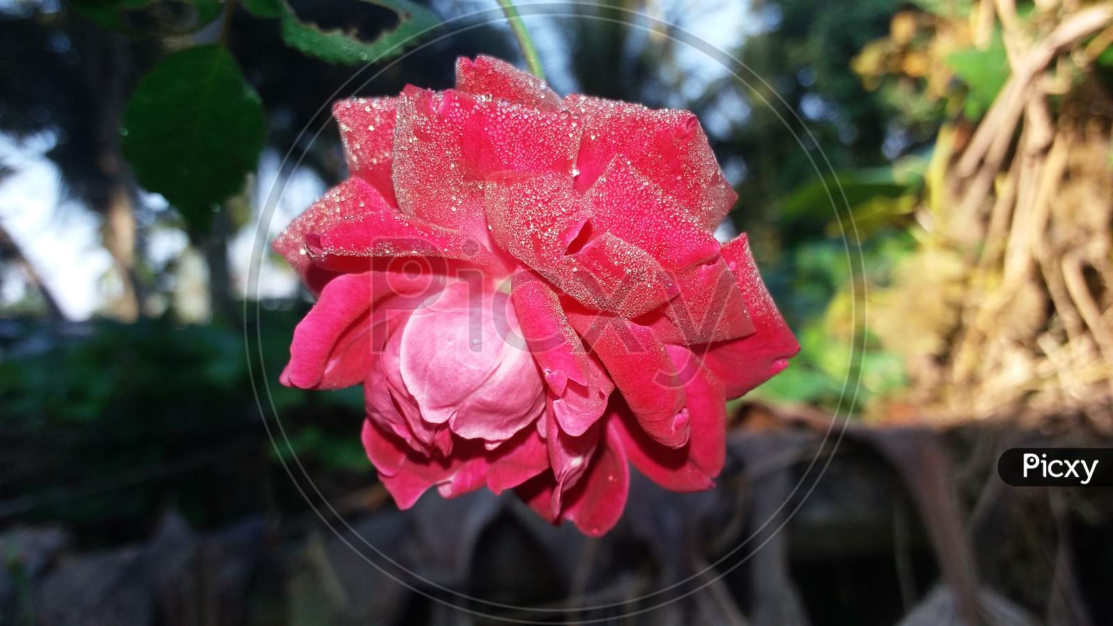 Red Rose with water in garden