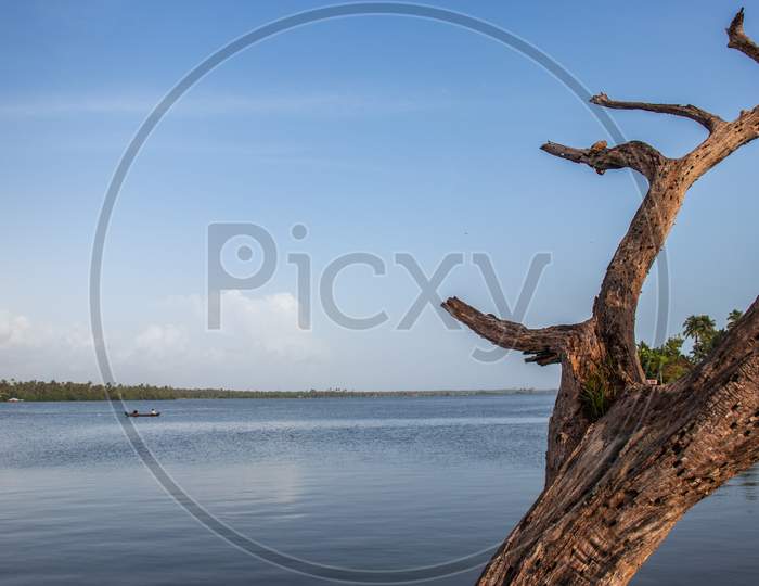 Isolated Dry Tree In An Unique Landscape Background