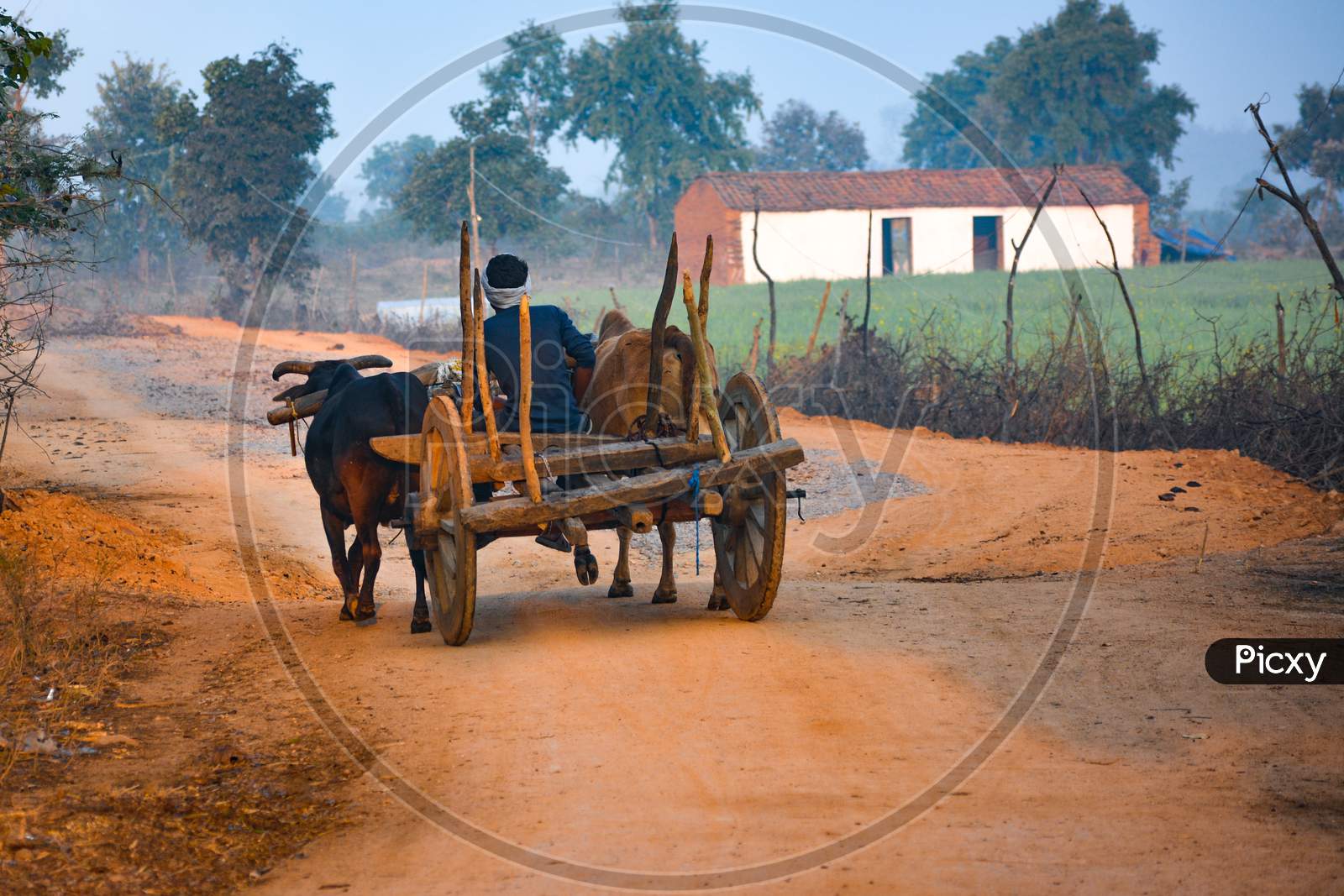 Indian bullock cart run by man in village