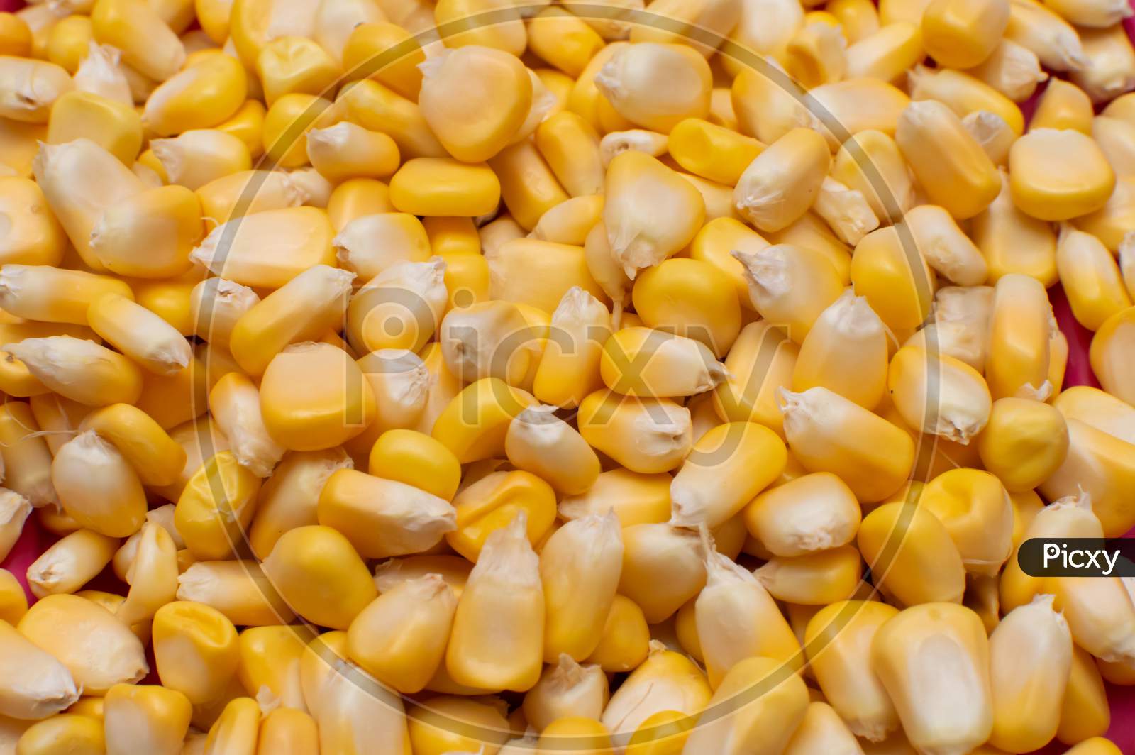 Boiled corns spread across in a container