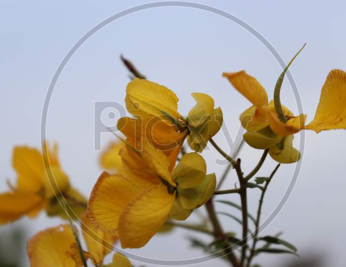 Yellow Flower With Blurred White Background