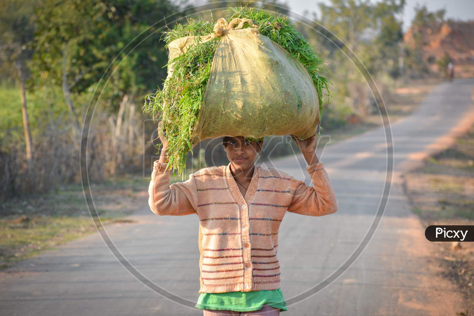 TIKAMGARH, MADHYA PRADESH, INDIA - FEBRUARY 11, 2020: Indian girl carrying grass on head at the road, An Indian rural scene.