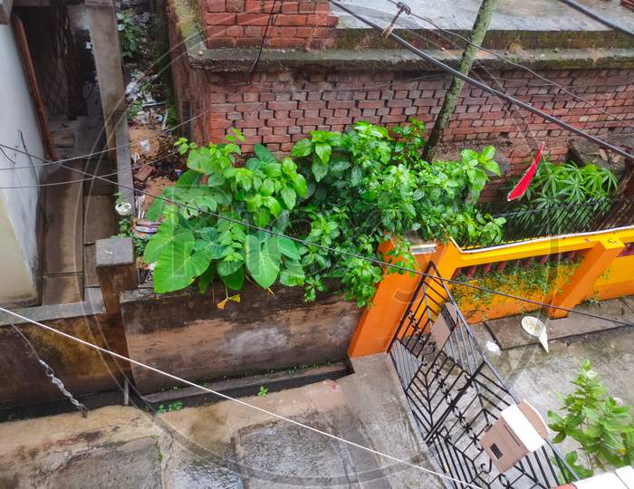 Greenery In Local Area During Rainy Day