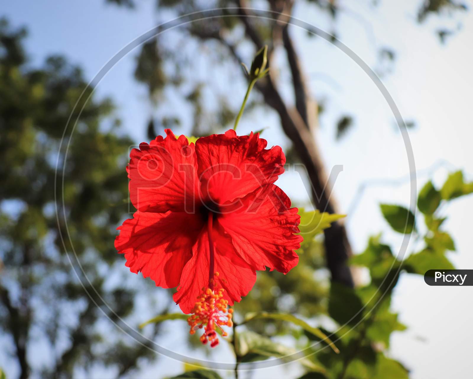 Red Flower With Blurred Sky Background