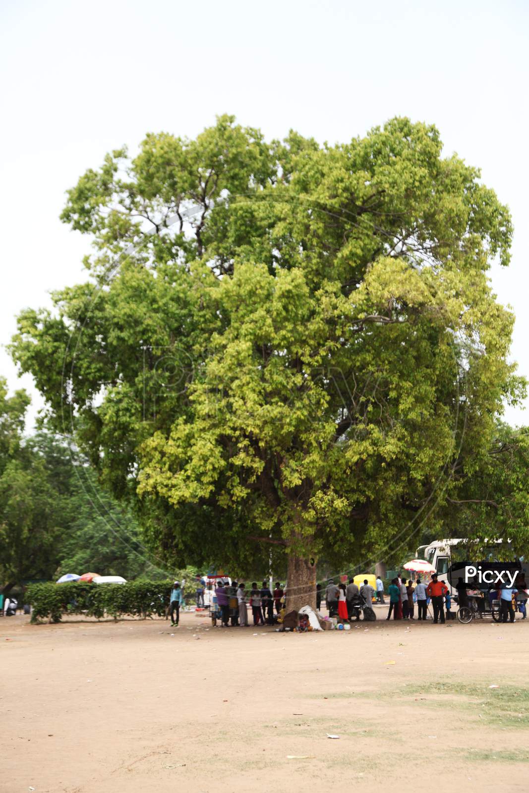 Group of people standing under a tree