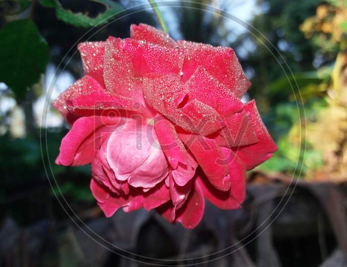 Red Rose with water in garden