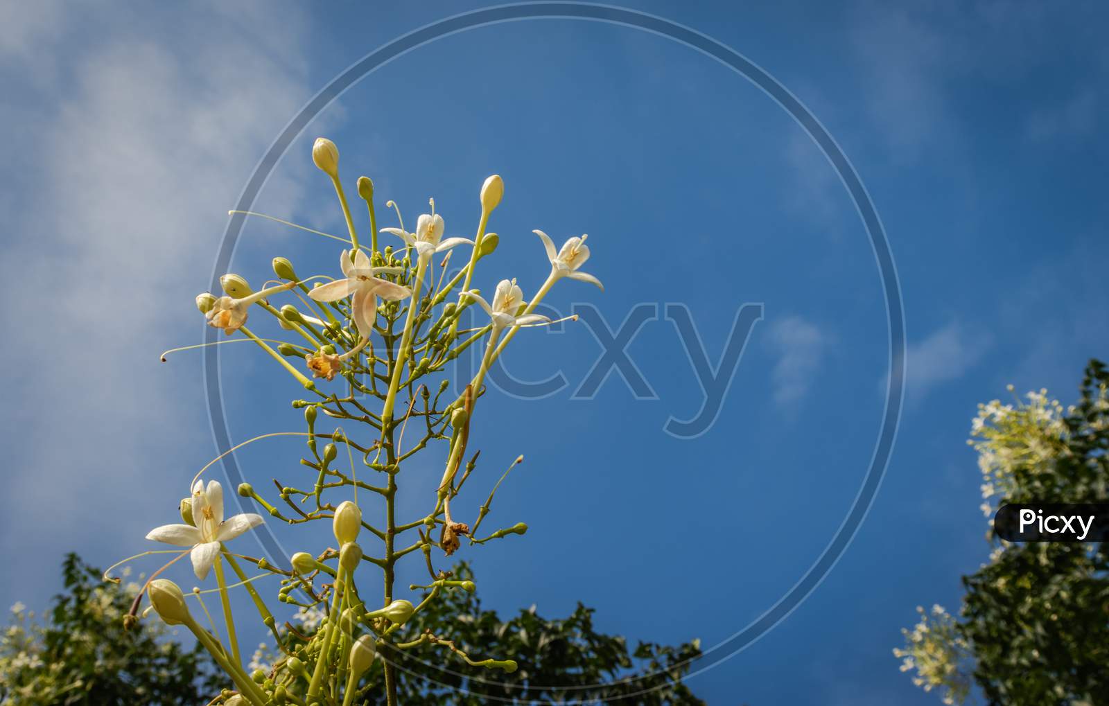 White Flower Bunch With Green Petals With Sky Background