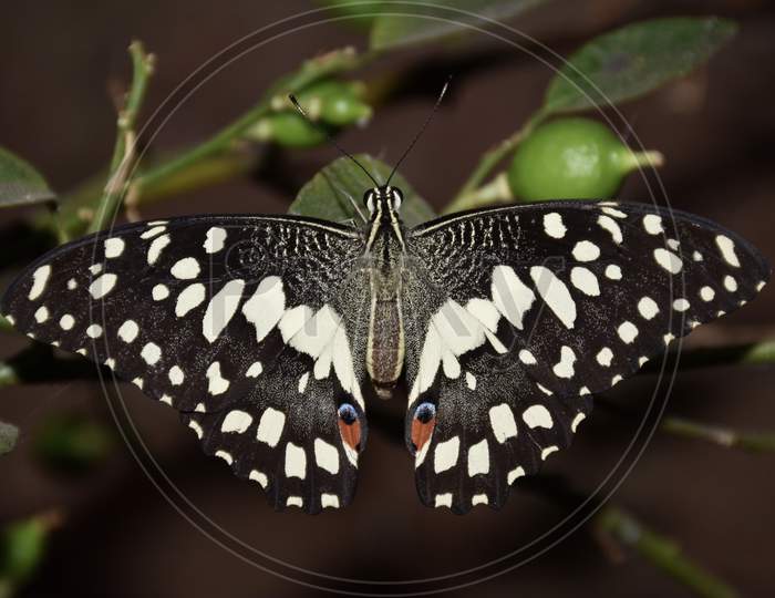 Lime Butterfly Or Lemon Butterfly (Papilio Demoleus) Is A Common And Widespread Swallowtail Butterfly
