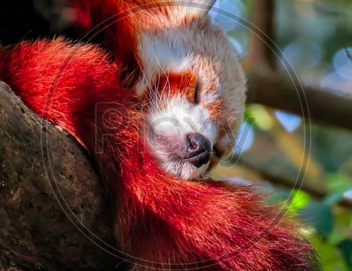 Image Of Famous Red Panda.